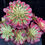 Thumbnail: 1 ON SALE-AEONIUM-UNIQUE 13-PAMPAS VARIEGATED