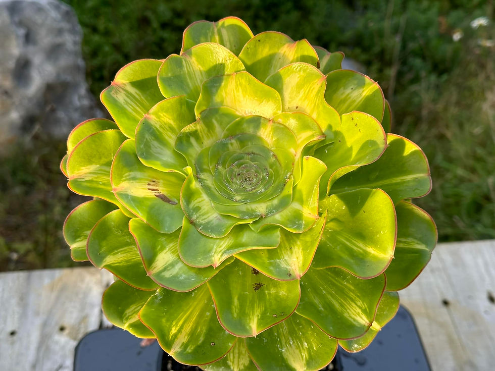 Thumbnail: AEONIUM-UNIQUE 2-ZUSE MIDDLE  VARIEGATED