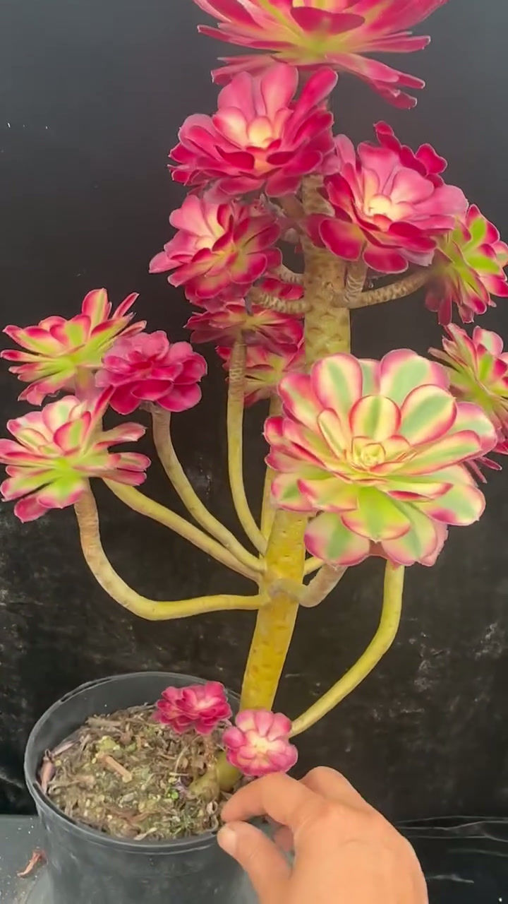Thumbnail: 2 ON SALE-AEONIUM-UNIQUE 44-CHANEL VARIEGATED