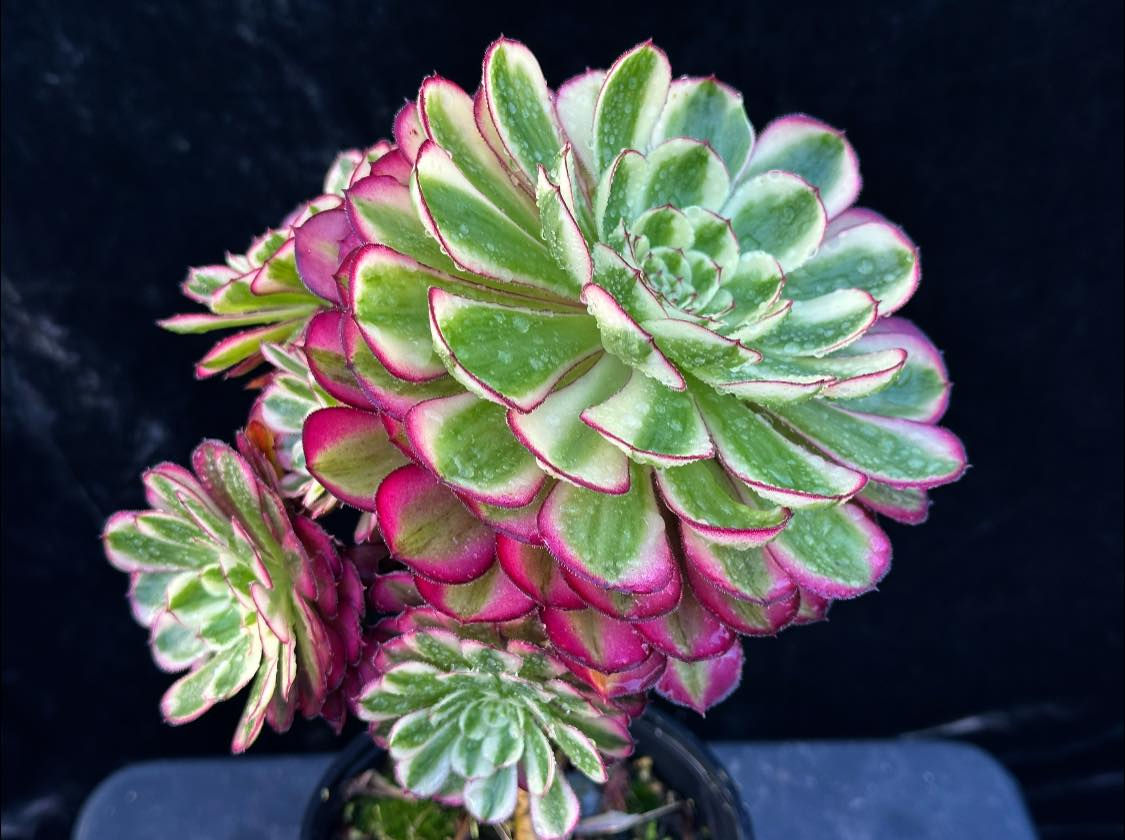 5 ON SALE-AEONIUM-UNIQUE 17-MOONLIGHT VARIEGATED