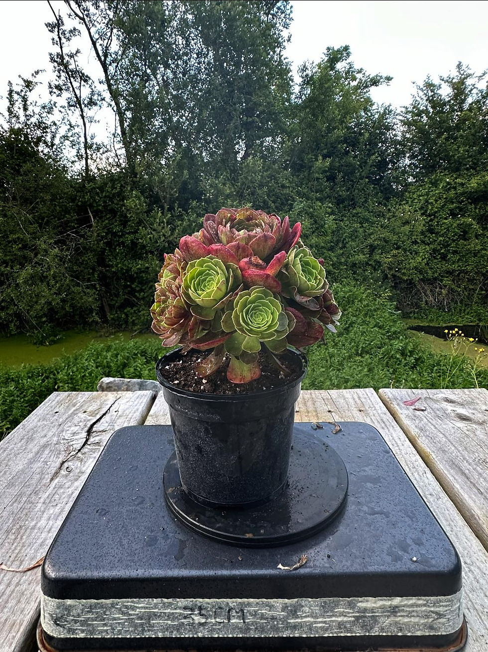 Thumbnail: AEONIUM-UNIQUE 14-HALLOWEEN BIG BANG VARIEGATED