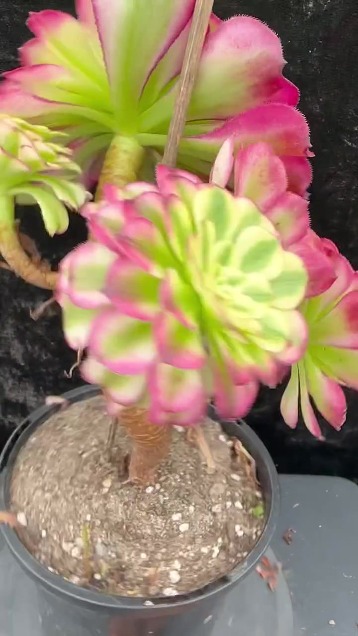 Thumbnail: 1 ON SALE-AEONIUM-UNIQUE 11-BLUEBIRD VARIEGATED