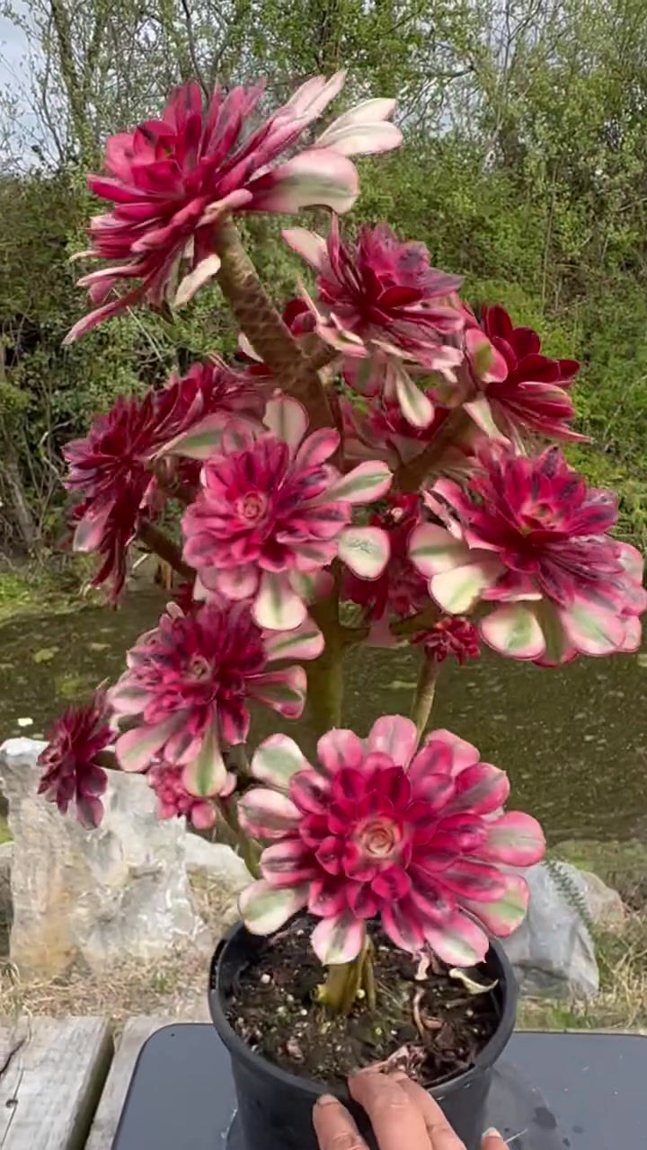 Thumbnail: UNIQUE 39-CHANEL VARIEGATED