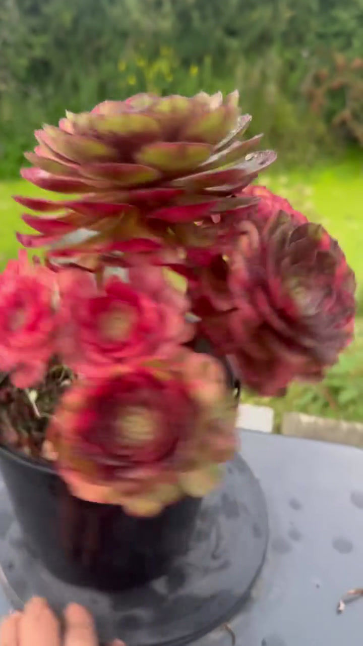 Thumbnail: AEONIUM-UNIQUE 5-HALLOWEEN RAINBOW VARIEGATED