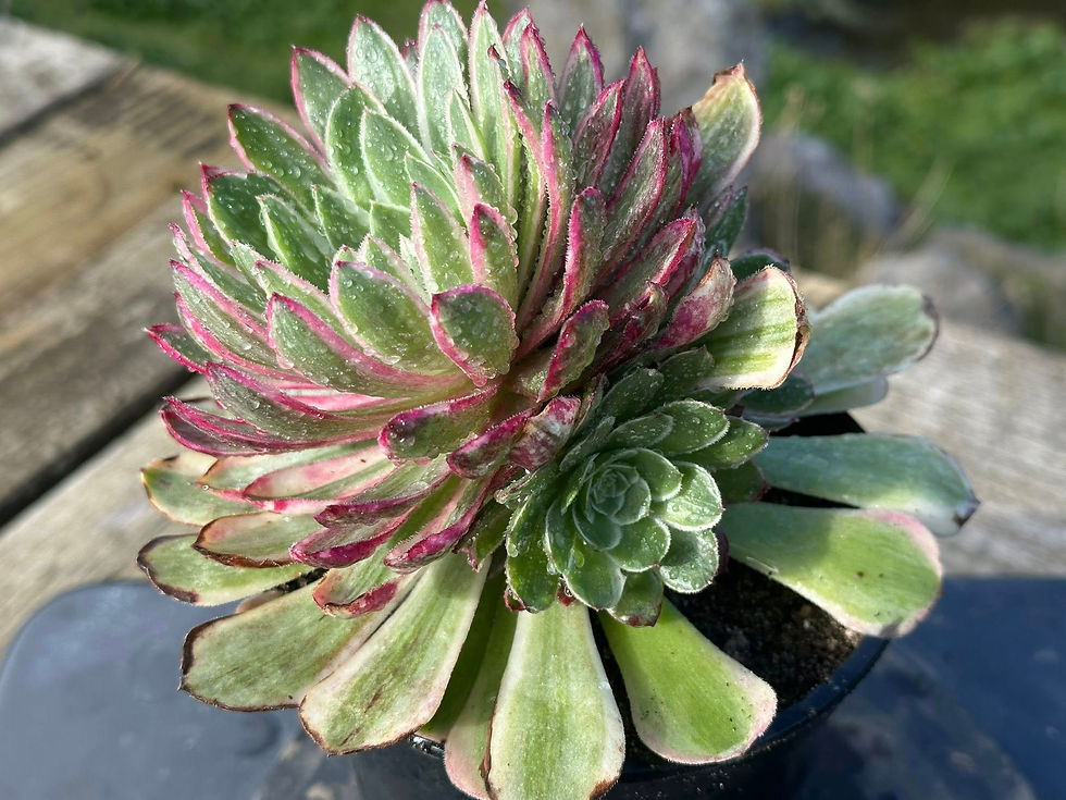 Thumbnail: AEONIUM-PEACOCK FEATHER VARIEGATED-S