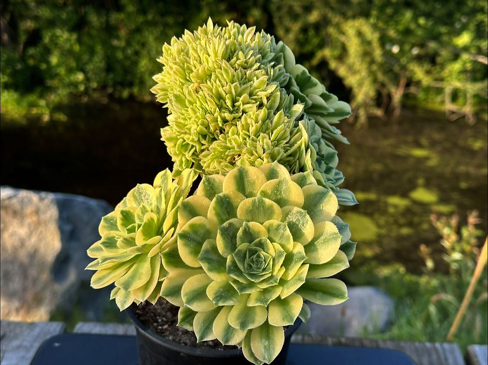 Thumbnail: AEONIUM-UNIQUE 9-YANNING VARIEGATED CRESTED