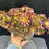 Thumbnail: AEONIUM-UNIQUE 15-SUNSET VARIEGATED CRESTED