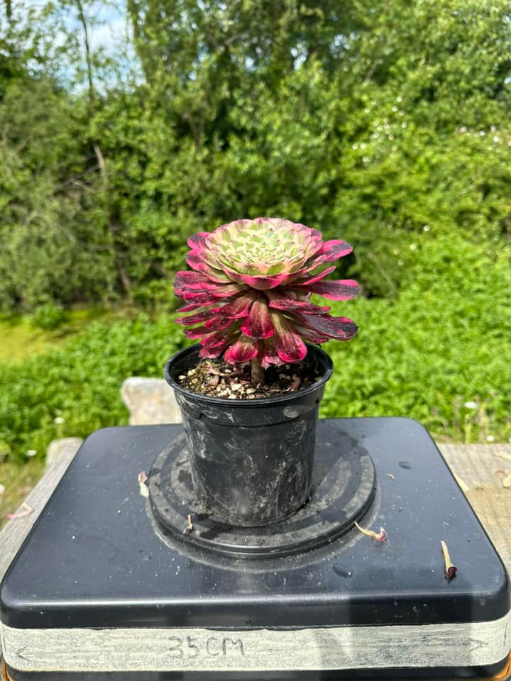 Thumbnail: AEONIUM-UNIQUE 6-RUBY VARIEGATED