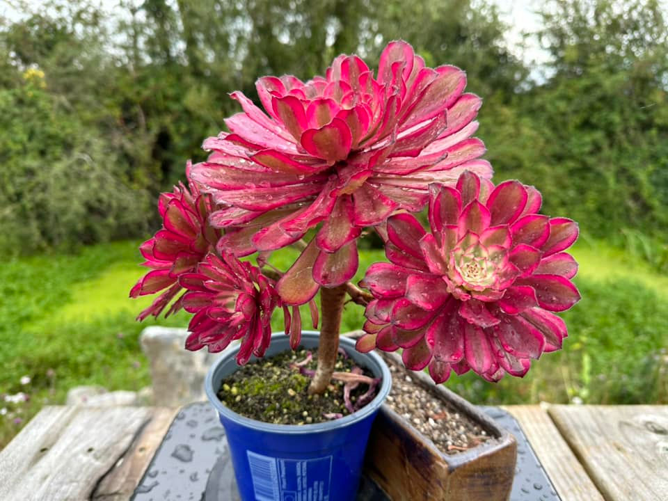 Thumbnail: AEONIUM-UNIQUE 5-SCARLET INK VARIEGATED