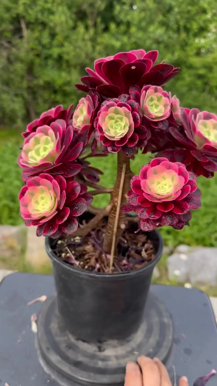 Thumbnail: AEONIUM-UNIQUE 19-MEDUSA VARIEGATED
