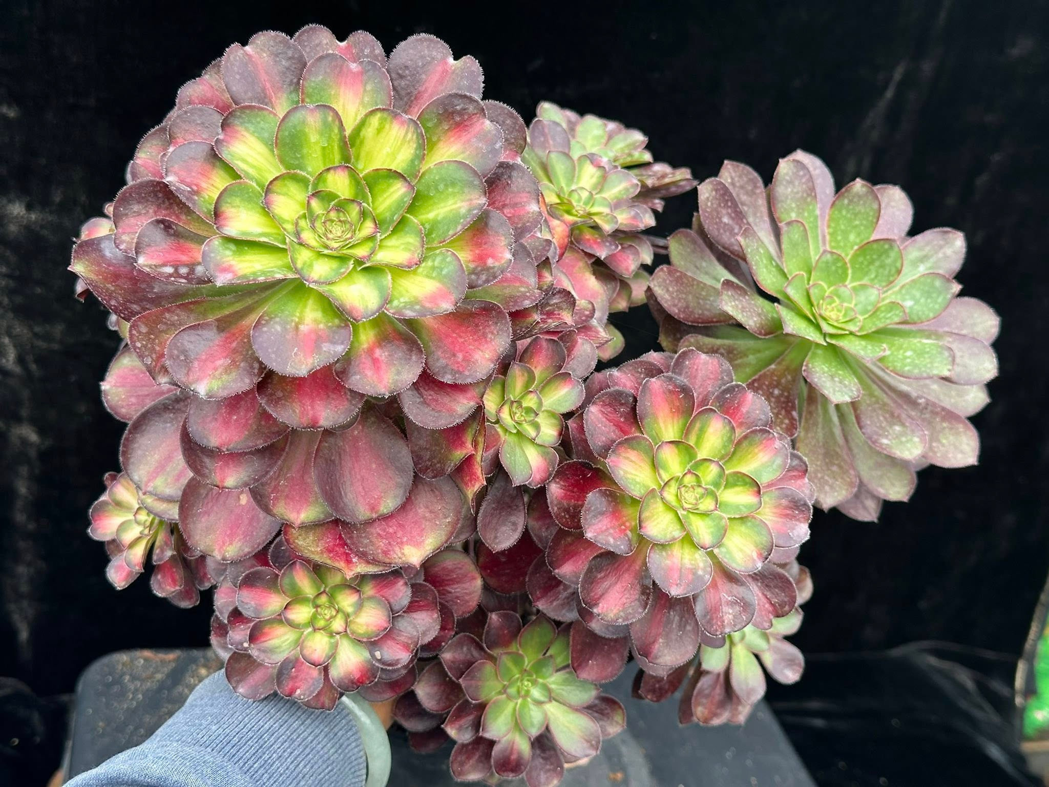 2 ON SALE-AEONIUM-UNIQUE 18-CHARM VARIEGATED