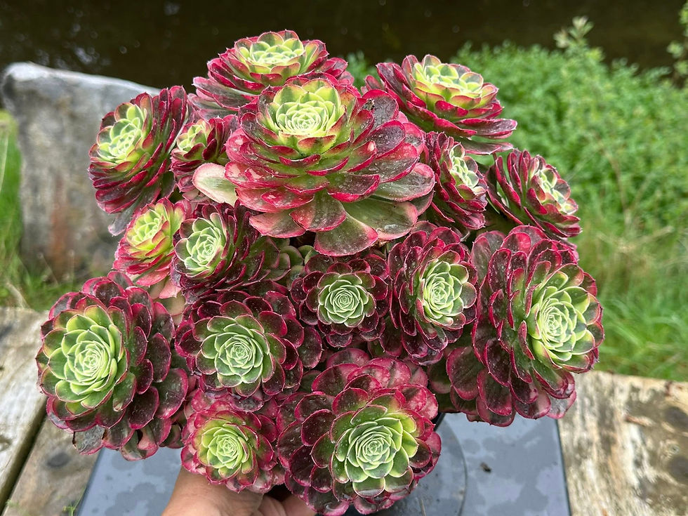 Thumbnail: AEONIUM-UNIQUE 5-MOON SHADOW VARIEGATED (WATER MOON)