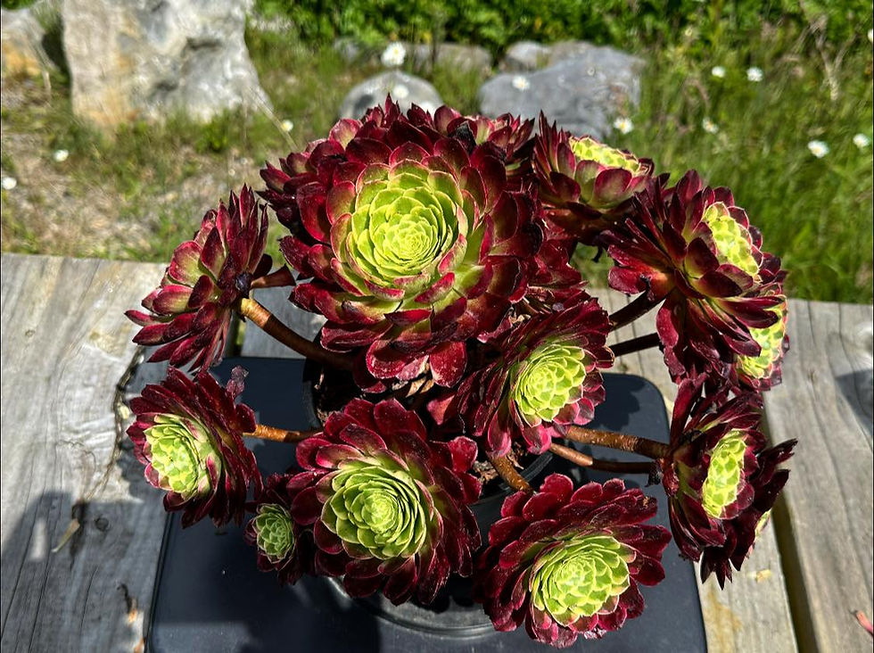 Thumbnail: AEONIUM-UNIQUE 10-SUNRISE VARIEGATED