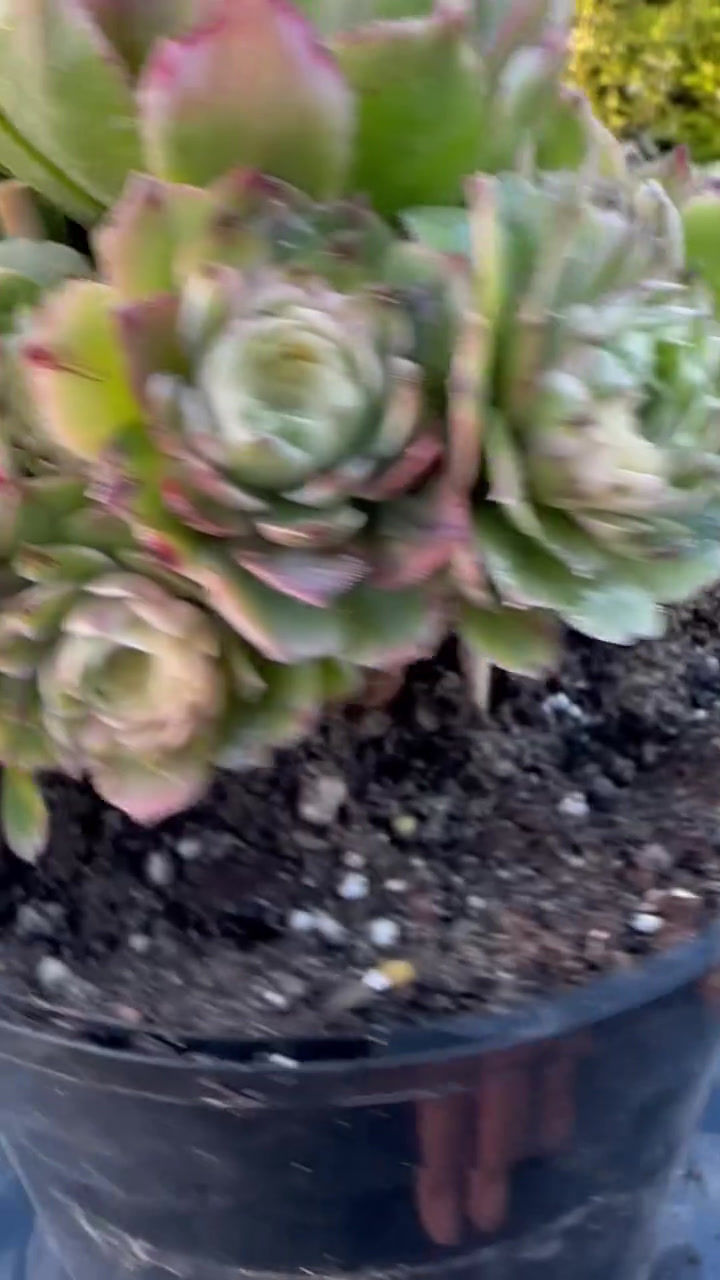 Thumbnail: AEONIUM-UNIQUE 2-ELIZABETH VARIEGATED