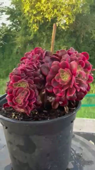 Thumbnail: 18 ON SALE-AEONIUM-UNIQUE 49-MEDUSA VARIEGATED CRESTED