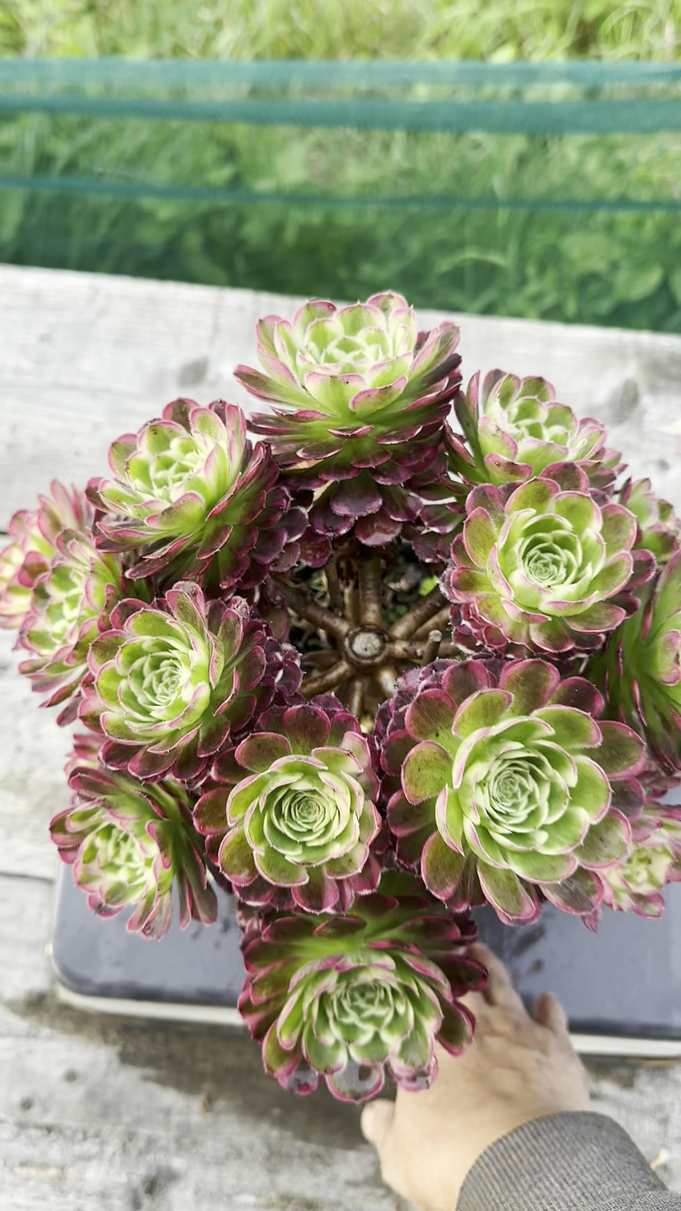 Thumbnail: 17 ON SALE-AEONIUM-UNIQUE 2-GREEN MOONLIGHT VARIEGATED