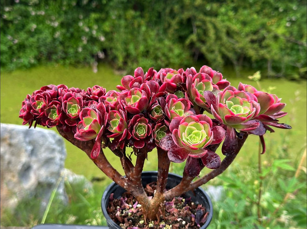 Thumbnail: AEONIUM-UNIQUE 17-SUPER BANG VARIEGATED