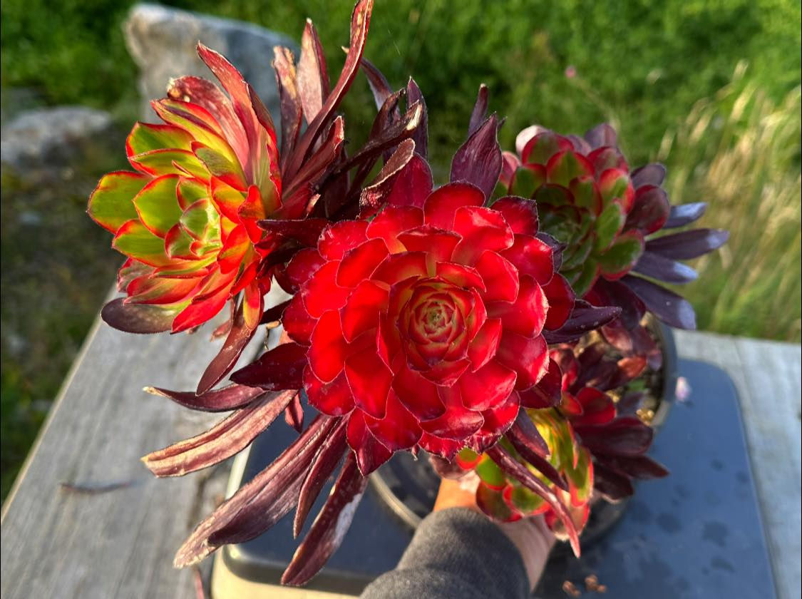 AEONIUM-UNIQUE 2-VOODOO SILK VARIEGATED