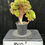 Thumbnail: AEONIUM-UNIQUE 6-HALLOWEEN VARIEGATED CRESTED
