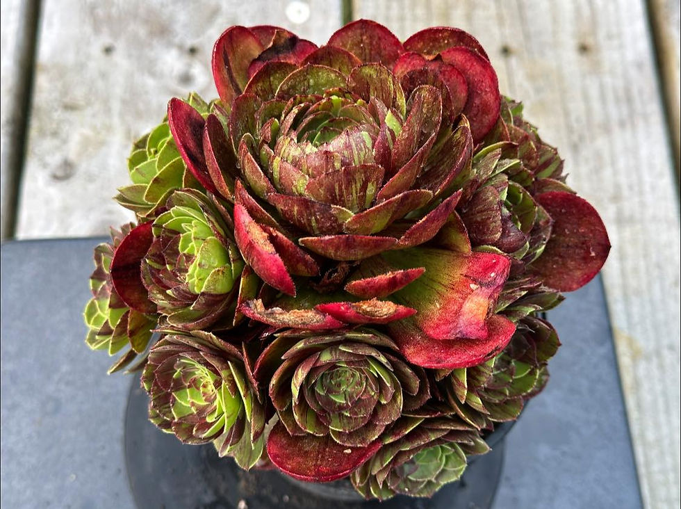 Thumbnail: AEONIUM-UNIQUE 14-HALLOWEEN BIG BANG VARIEGATED
