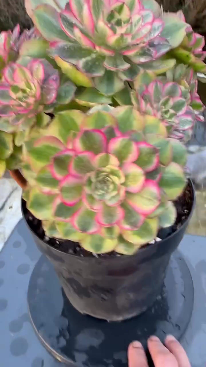 Thumbnail: UNIQUE 4-YUZI VARIEGATED (GREEN HALLOWEEN WHITE)