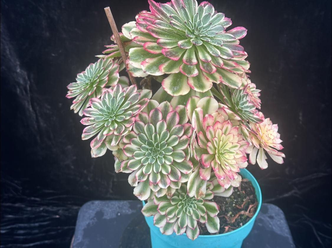 AEONIUM-UNIQUE 14-BLUEBIRD VARIEGATED