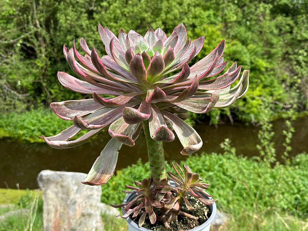 Thumbnail: AEONIUM-UNIQUE 1-GREY VOODOO VARIEGATED