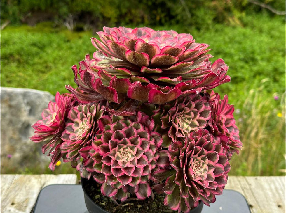 Thumbnail: AEONIUM-UNIQUE 6-CURLED LEAVES INK PAINTING VARIEGATED