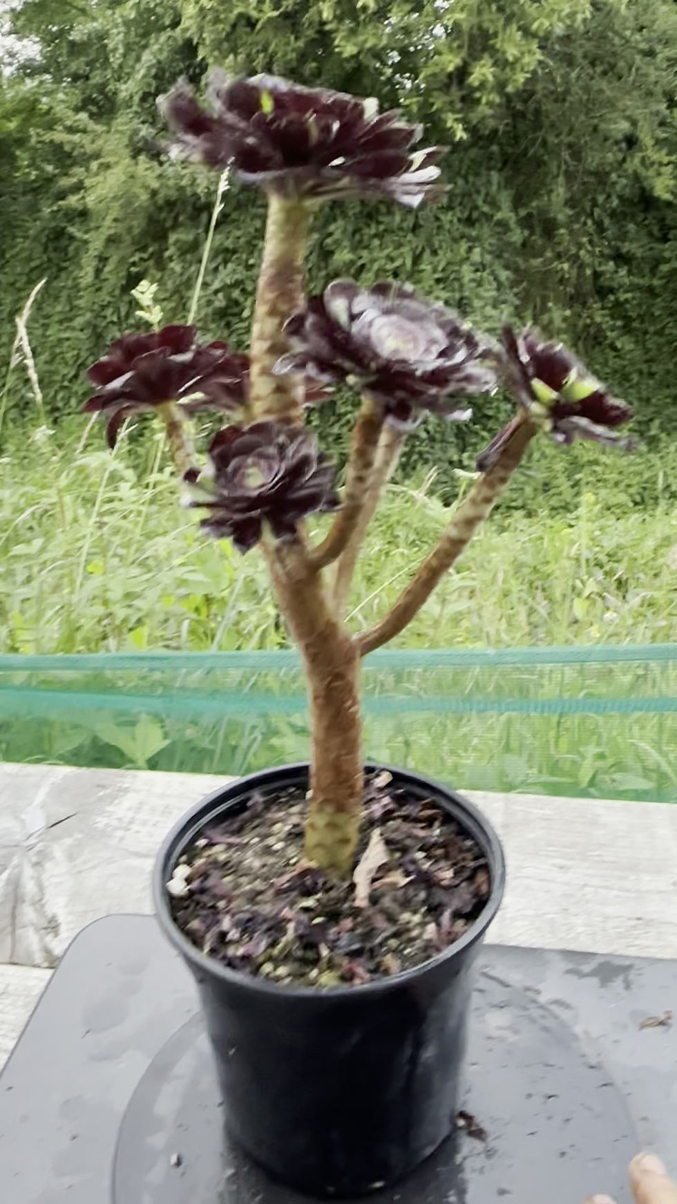 Thumbnail: 20 ON SALE-AEONIUM-UNIQUE 12-ZWARTKOP BIGBANG VARIEGATED