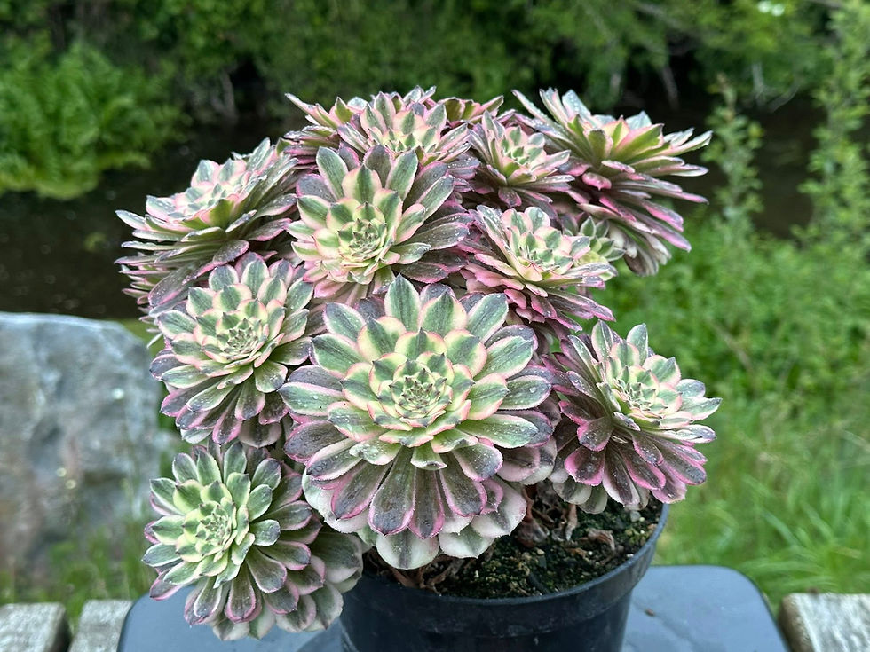 Thumbnail: AEONIUM-UNIQUE 9-PINK PEONY VARIEGATED