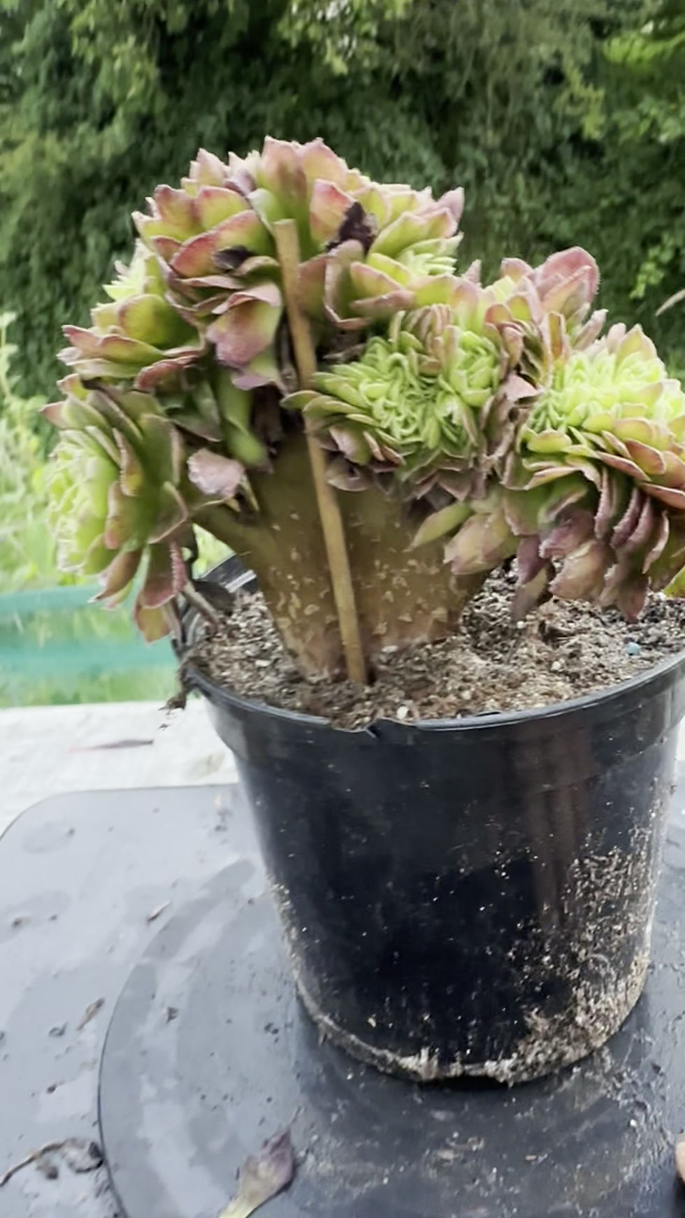 Thumbnail: 19 ON SALE-AEONIUM-UNIQUE 32-HALLOWEEN MILK WHITE VARIEGATED CRESTED