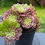Thumbnail: AEONIUM-UNIQUE 25-GLOW WARM VARIEGATED