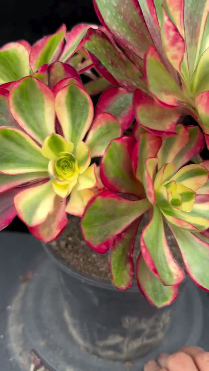 Thumbnail: 2 ON SALE-AEONIUM-UNIQUE 15-VOODOO RED WITCH VARIEGATED