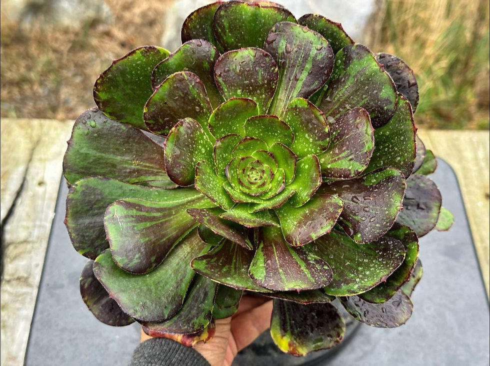 AEONIUM-UNIQUE 6-CHANEL BIG BANG VARIEGATED