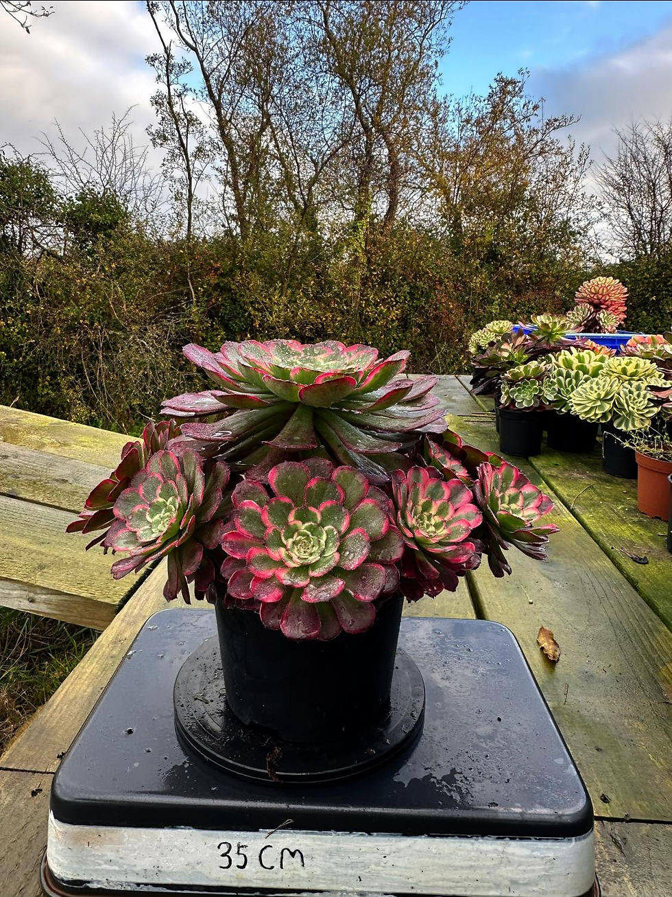 Thumbnail: AEONIUM-UNIQUE 15-MOYA VARIEGATED