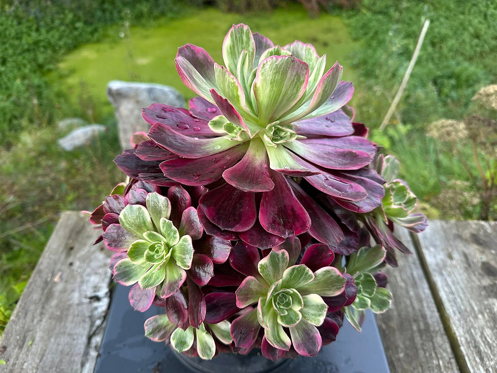 Thumbnail: AEONIUM-UNIQUE 19-AURORA VARIEGATED