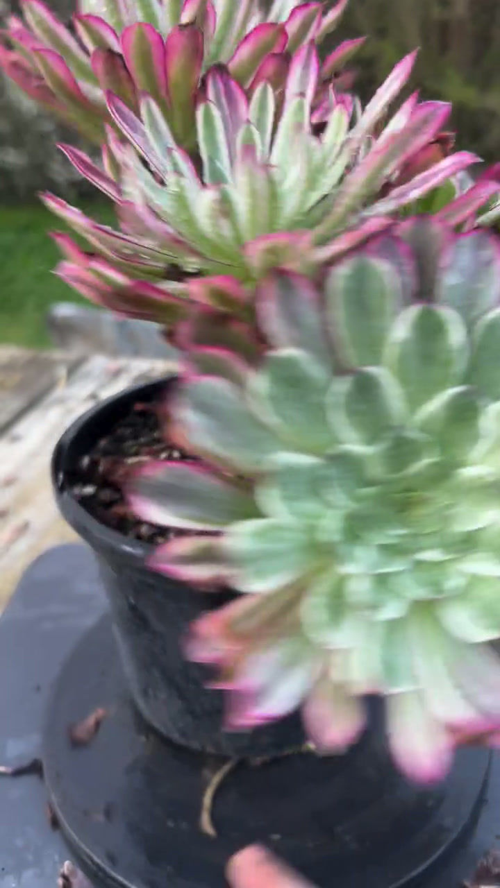 Thumbnail: 10 ON SALE-AEONIUM-UNIQUE 18-GREEN SCARLET INK VARIEGATED
