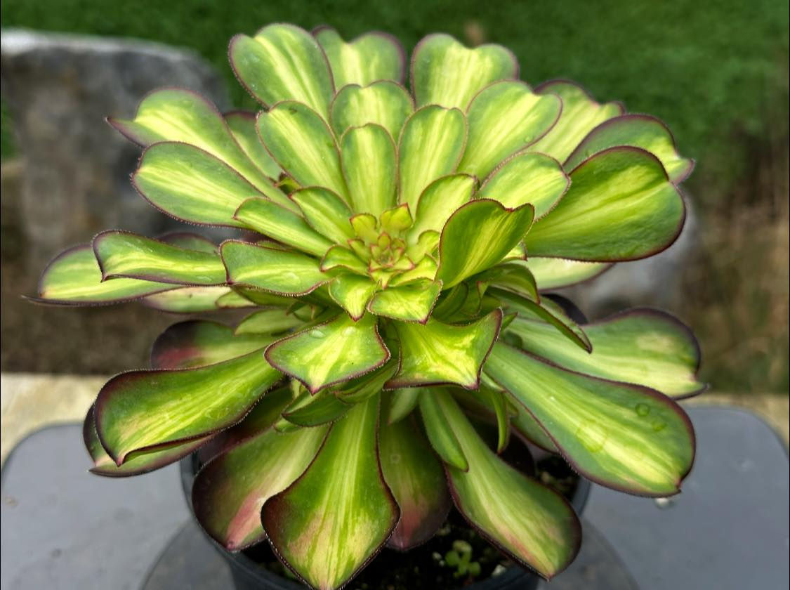 AEONIUM-UNIQUE 6-CHARM VARIEGATED