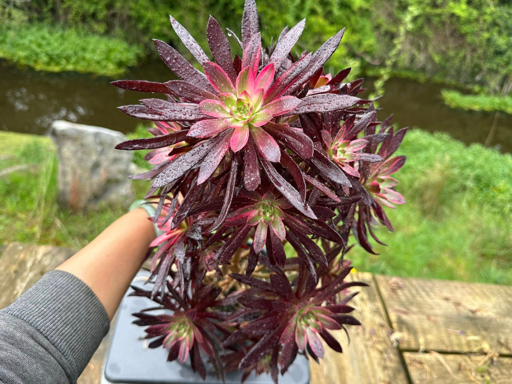 AEONIUM-UNIQUE 5-ATROPURPUREUM VARIEGATED