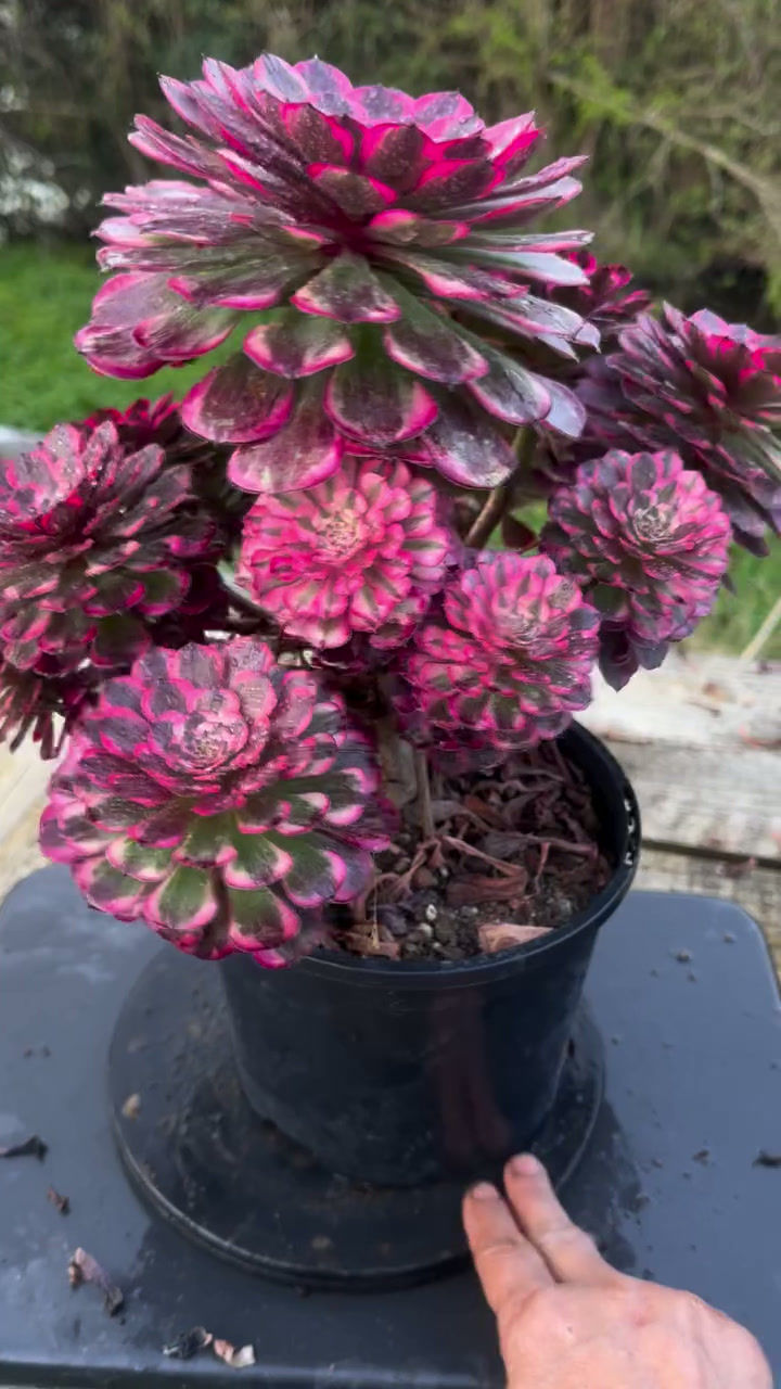 Thumbnail: AEONIUM-UNIQUE 14-RUBY VARIEGATED