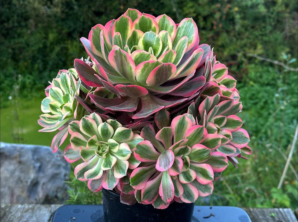 Thumbnail: AEONIUM-UNIQUE 9-PEACH BLOSSOM VARIEGATED