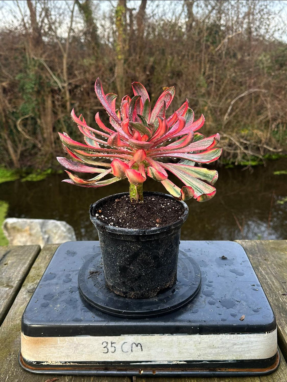 Thumbnail: UNIQUE 3-VOODOO SILK VARIEGATED