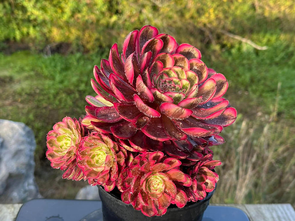 Thumbnail: AEONIUM-UNIQUE 8-MOONLIGHT VARIEGATED