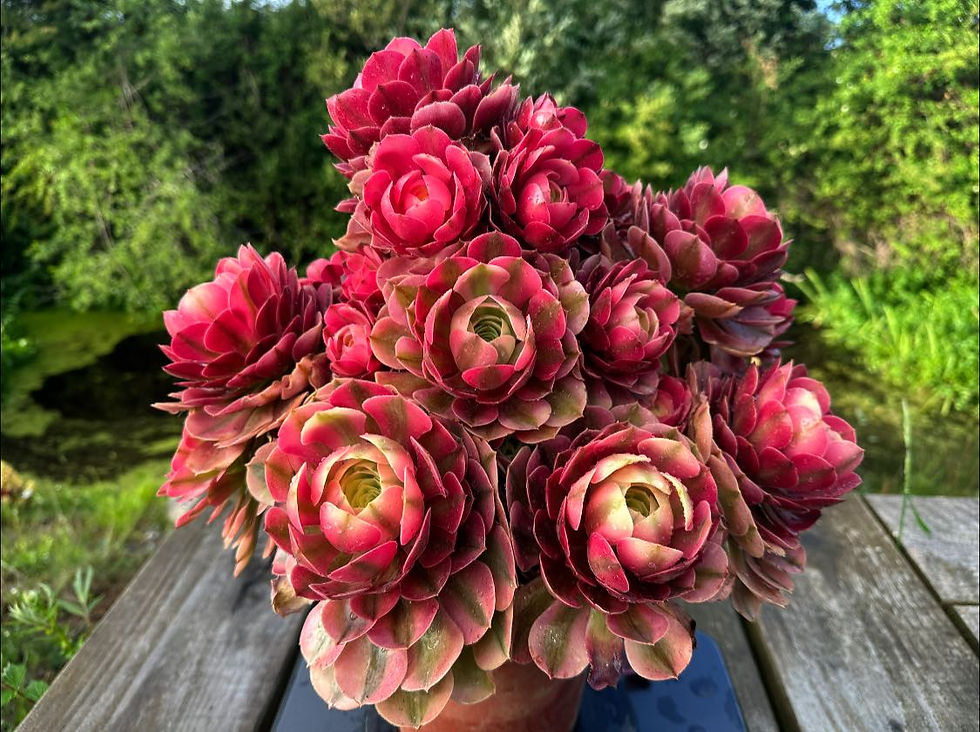 Thumbnail: AEONIUM-UNIQUE 54-PRINCESS VARIEGATED