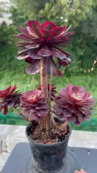 Thumbnail: 25 ON SALE-AEONIUM-UNIQUE 11-PURPLE VELVET VARIEGATED