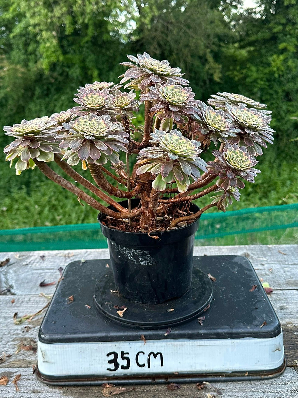 Thumbnail: 14 ON SALE-AEONIUM-UNIQUE 4-JADE RABBIT VARIEGATED