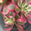 Thumbnail: 4 ON SALE-AEONIUM-UNIQUE 11-PEACH BLOSSOM VARIEGATED
