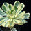 Thumbnail: 5 ON SALE-AEONIUM-UNIQUE 22-ZUSE (YANZI) VARIEGATED