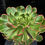 Thumbnail: 1 ON SALE-AEONIUM-UNIQUE 10-DEVIL'S EYE (GRAY VOODOO) VARIEGATED