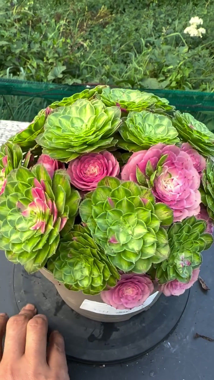 Thumbnail: AEONIUM-UNIQUE 42-ZHIFOU VARIEGATED